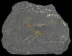 Fossil Graptolites (Didymograptus) - Great Britain #66628-2